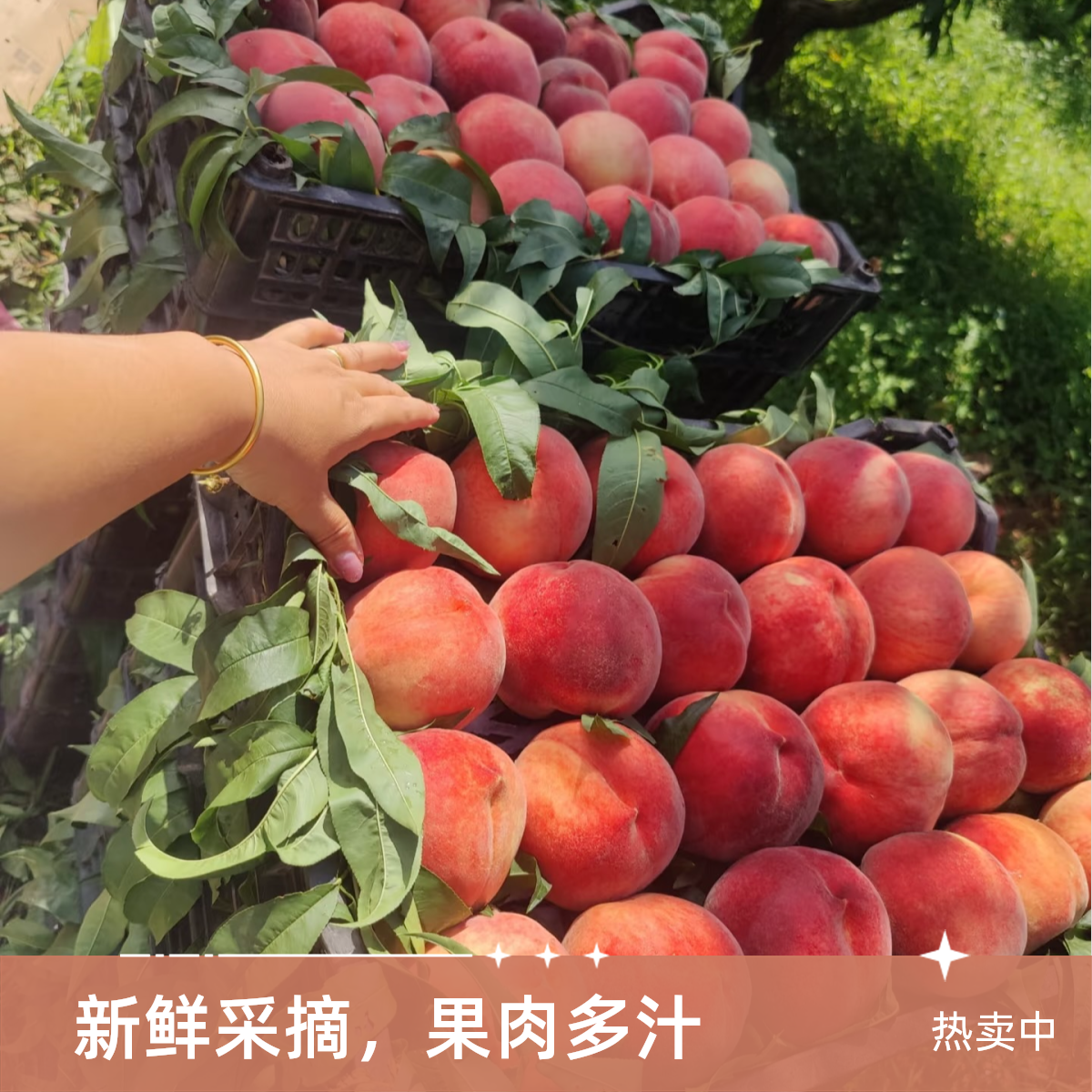 蓟县绿化九水蜜桃新鲜采摘下树顺丰包邮天津市