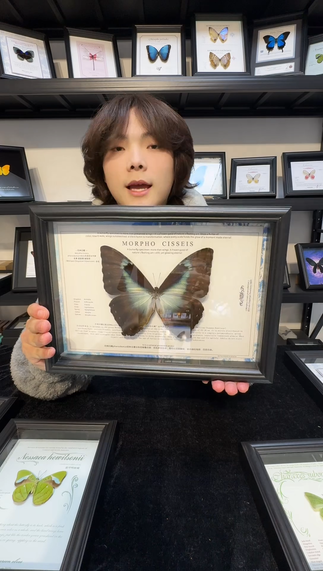 玻璃真实蝴蝶标本