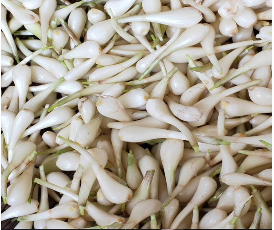 藠头新鲜现挖荞头大个茭头葱教头小蒜湖南湘西泡菜新鲜蔬菜