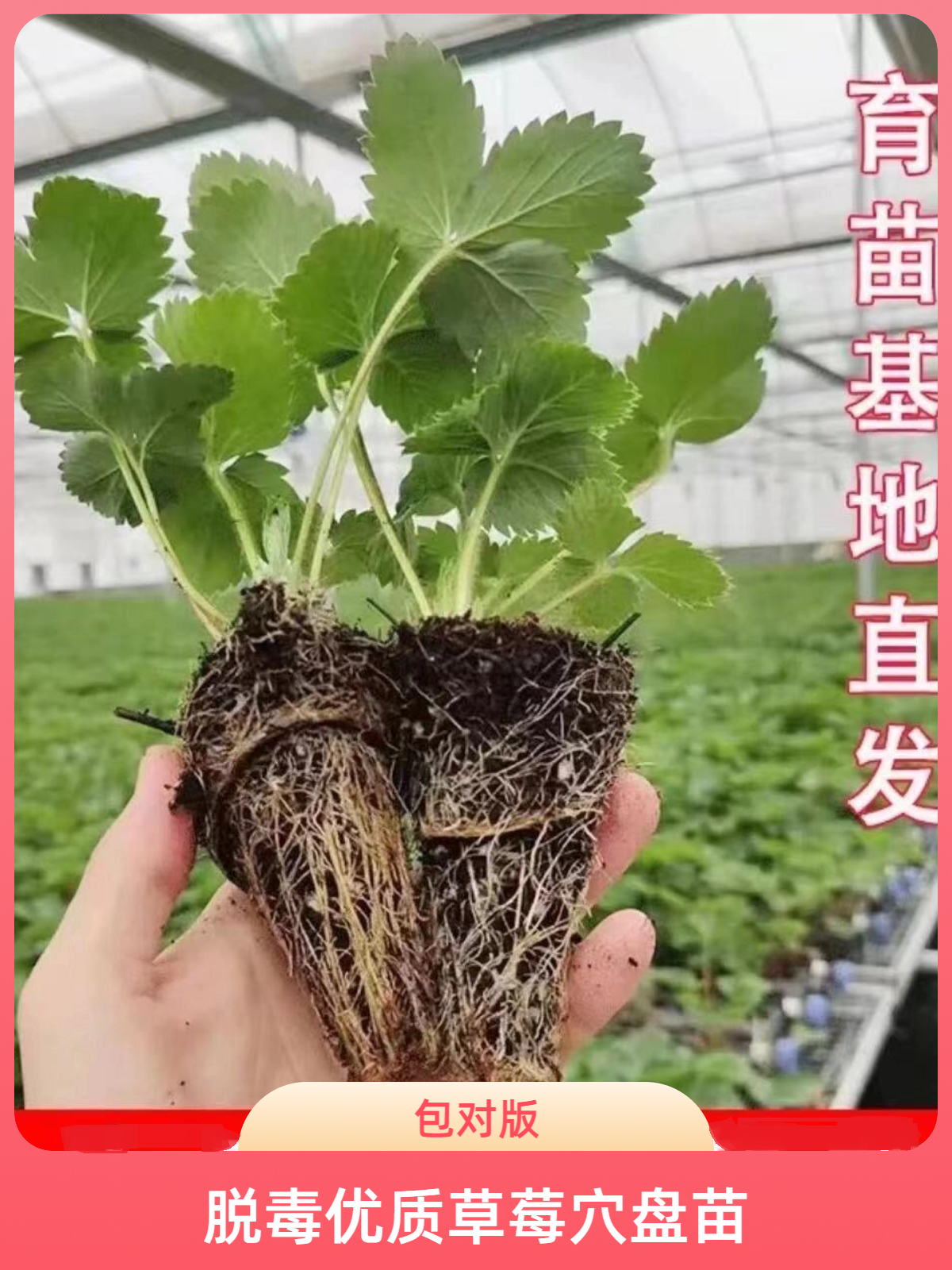 草莓脱毒穴盘苗大全包对版黑草莓红草莓白草莓粉草莓阳台庭院种植