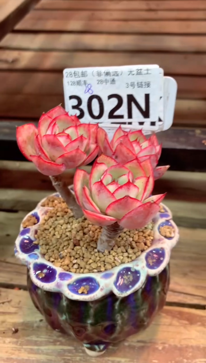 302N（一物一拍，精品多肉，所见即所得 ）