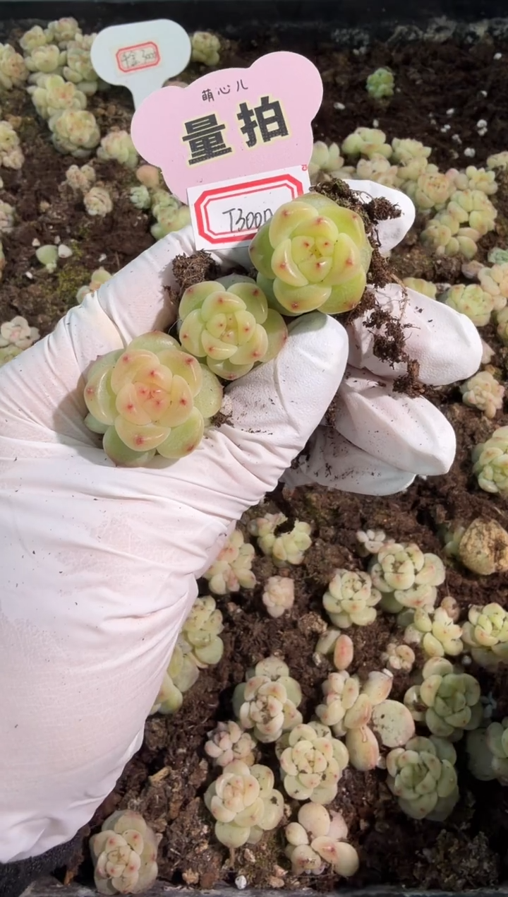 T3000单双混 黑框3颗量拍混发 满9.9包邮