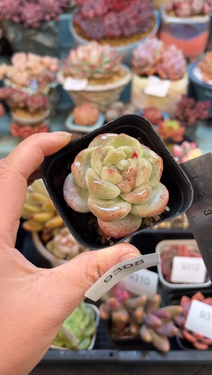 9308单头冰玉石化多肉