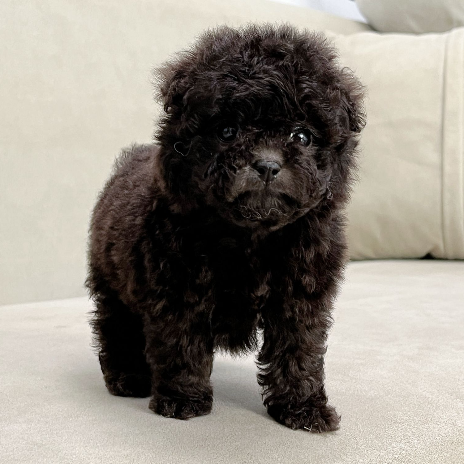 【笑脸萌宠】成都发货宠物狗灰泰迪幼犬小型犬活体直播间可挑选