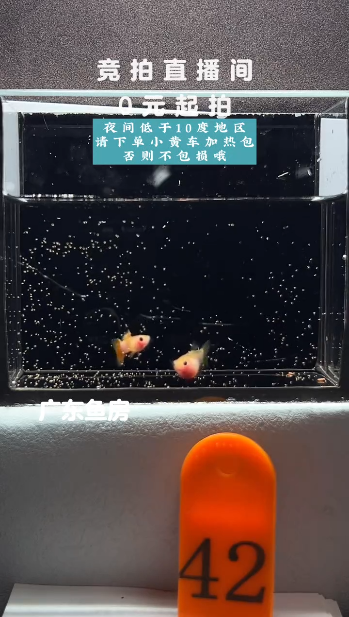 孔雀鱼幻彩玻璃猫一对编号42