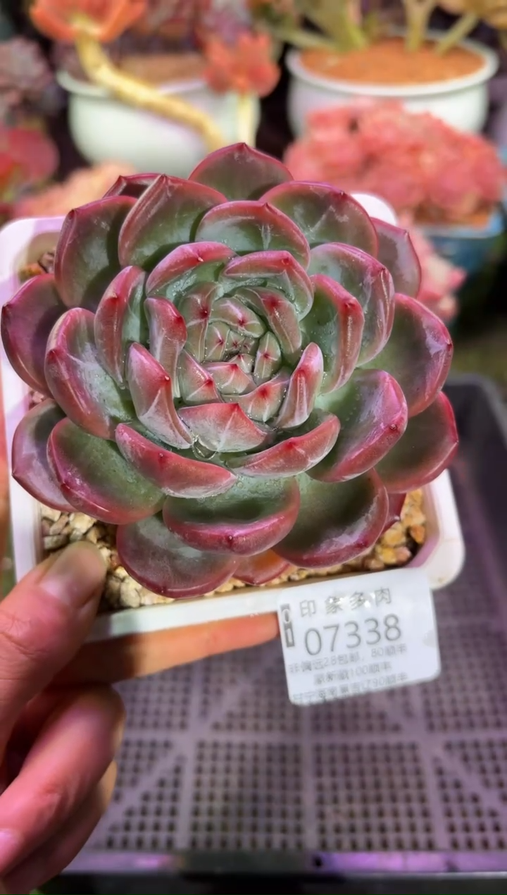 【闪购商品】07338