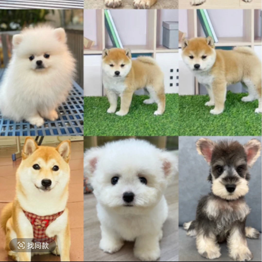 可爱超萌幼犬多种颜色可选