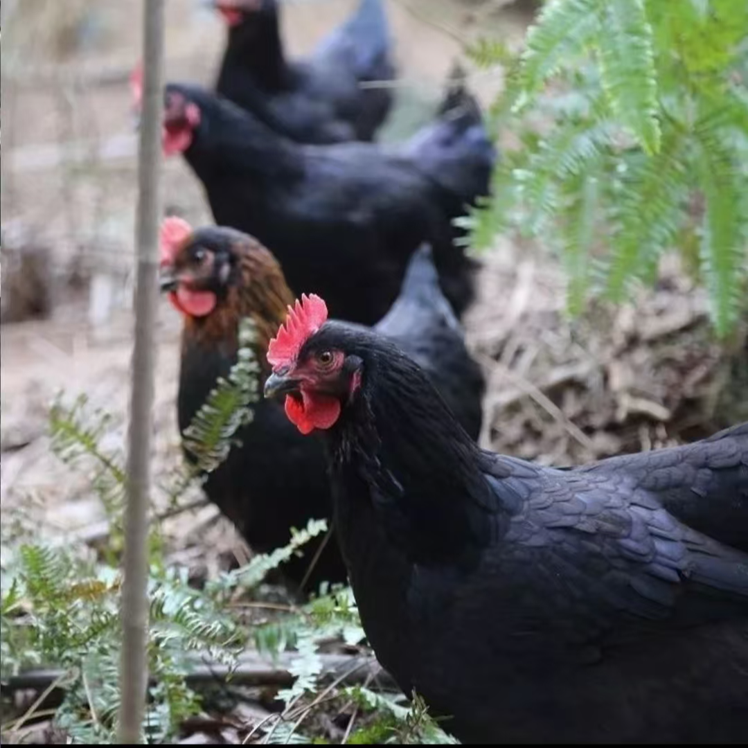 黑凤鸡6只包邮绿壳蛋鸡公鸡母鸡肉质鲜美现宰现发