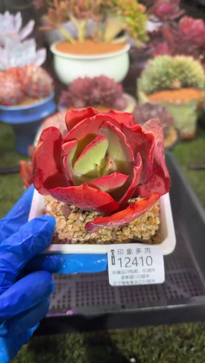 【闪购商品】12410