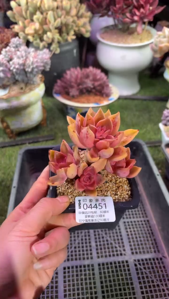 【闪购商品】04451