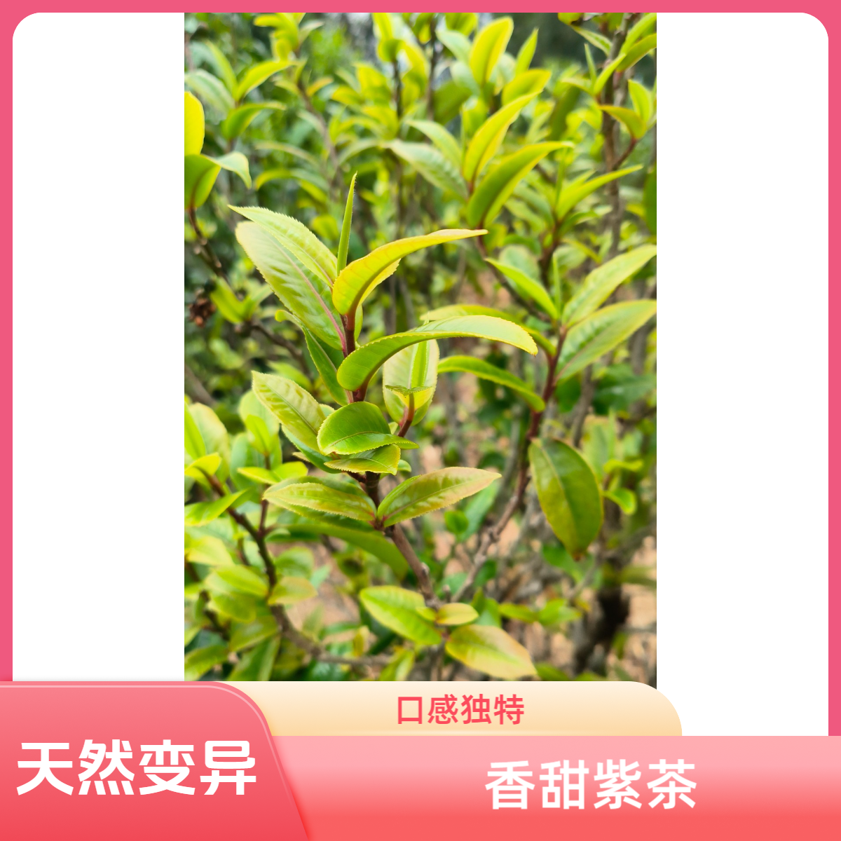 2021年邦东香甜紫茶秋茶250克