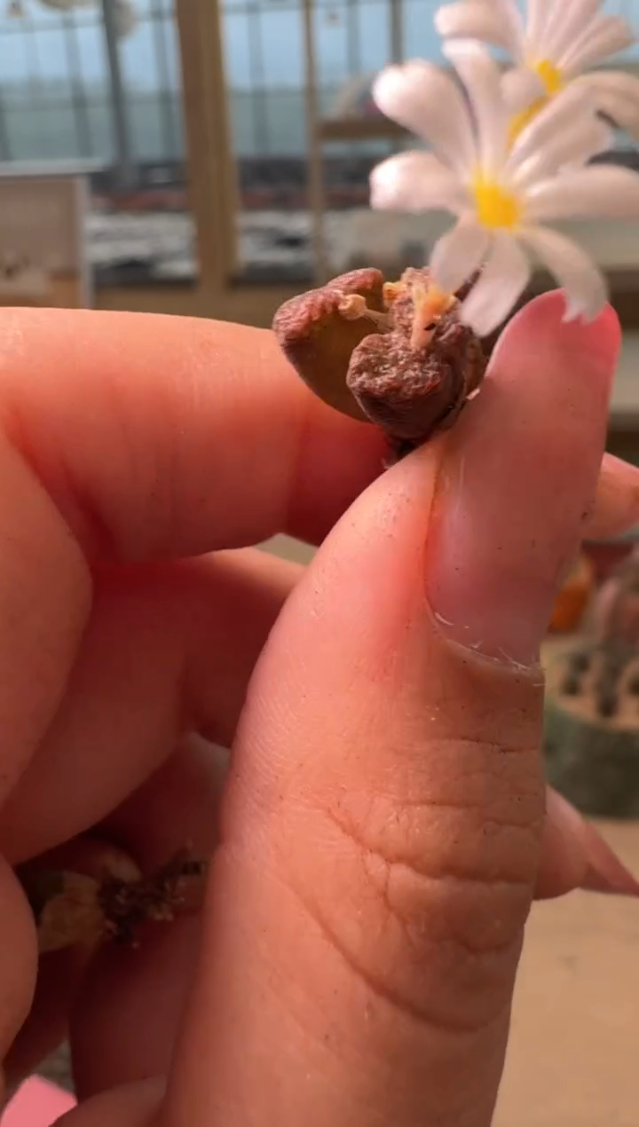 27-132多肉植物肉锥