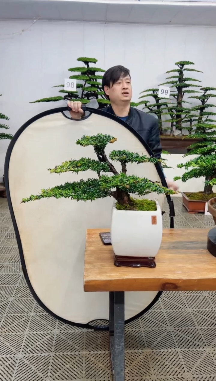 无花朵造型盆景一物一拍