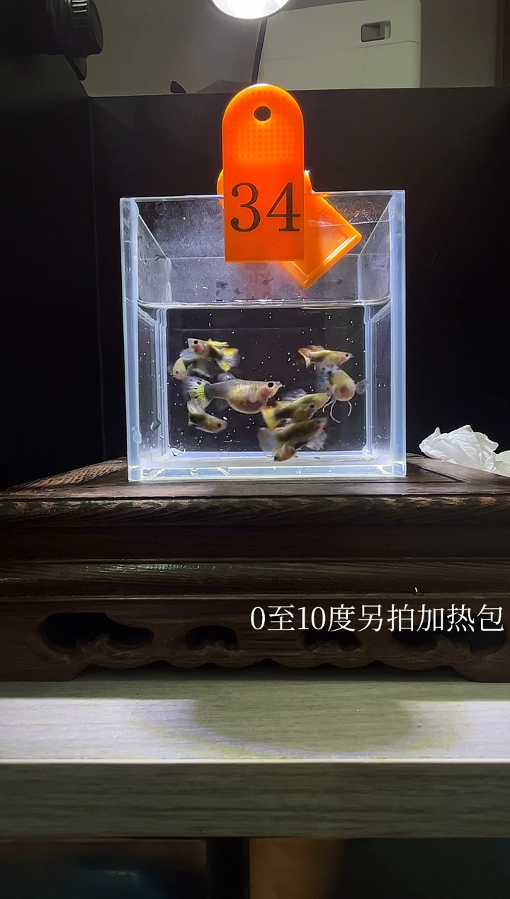 孔雀鱼杂袍蓝礼服玻璃猫普通体34