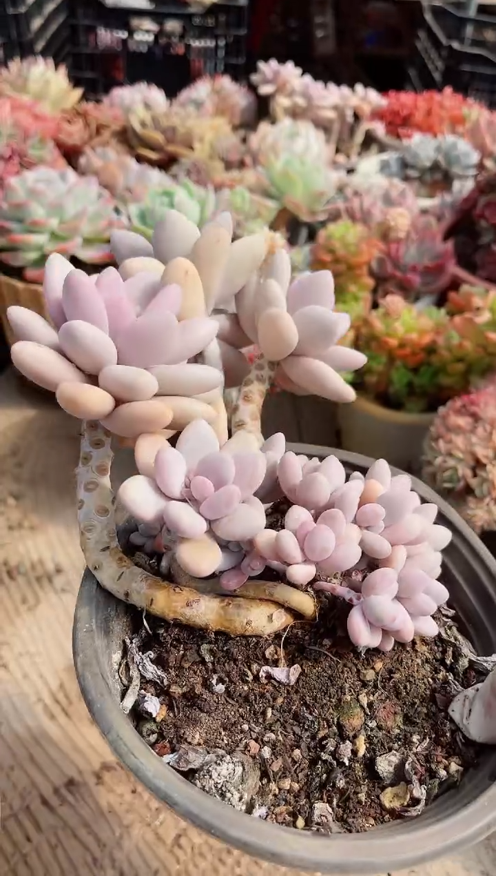 【闪购商品】19038