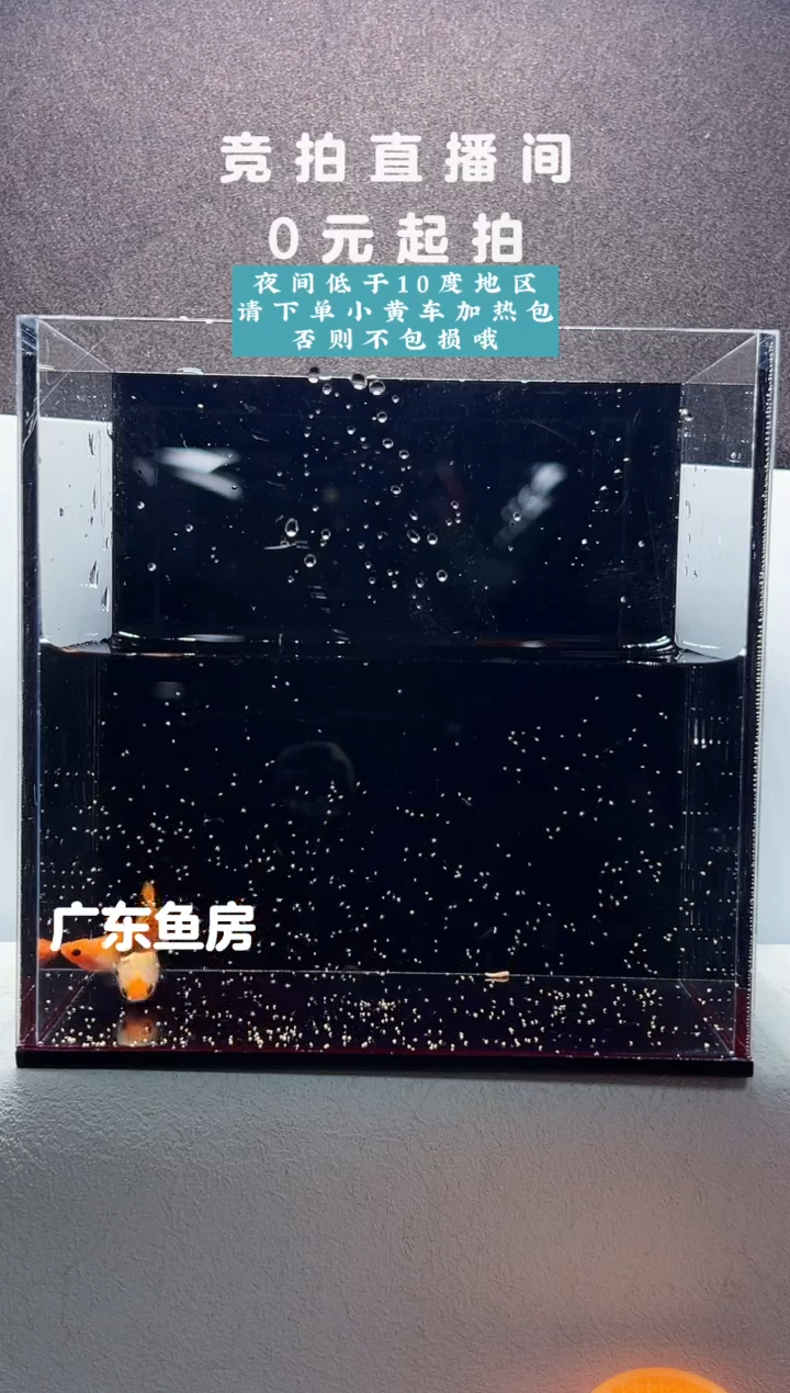 孔雀鱼红头玻璃猫带胎一对编号43