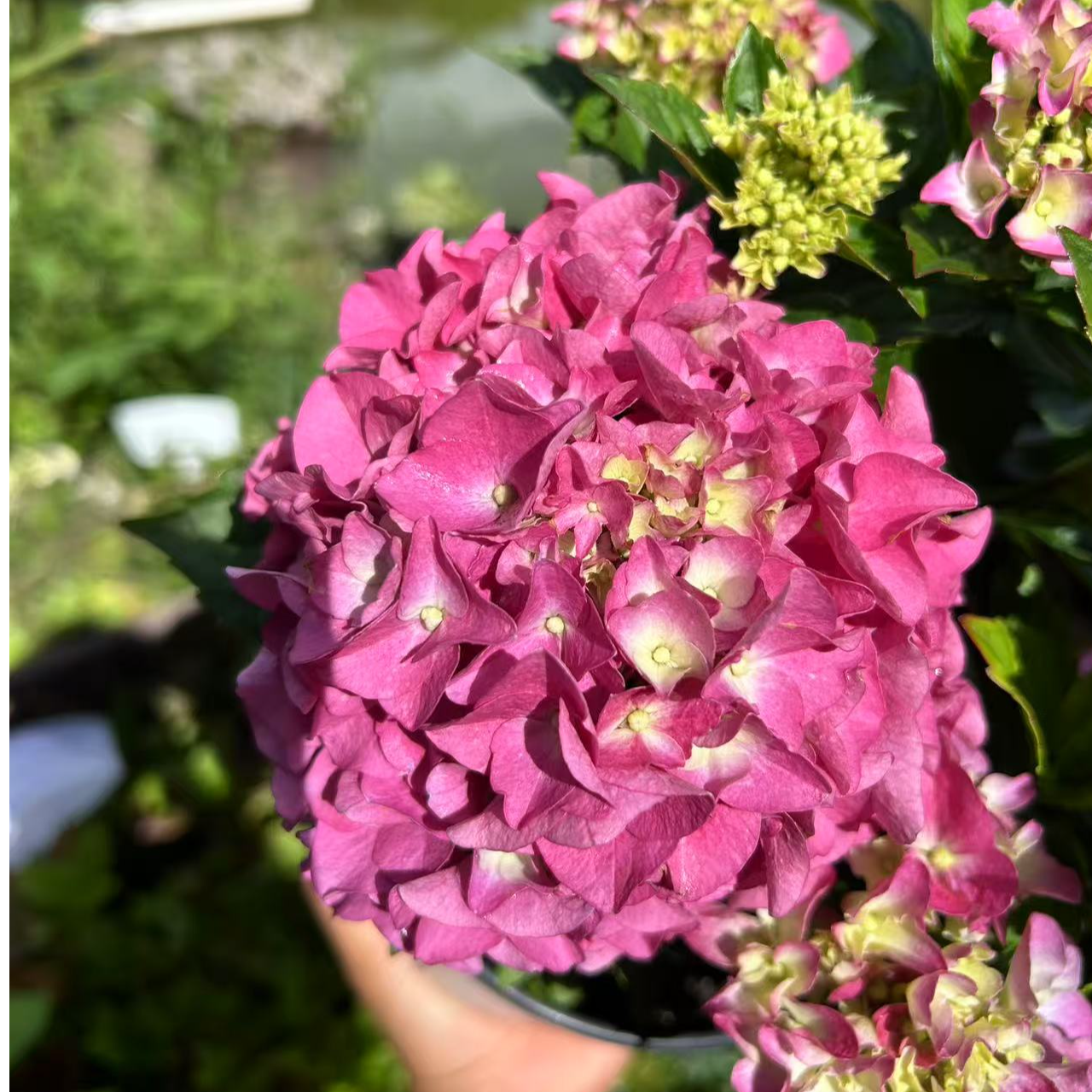火焰绣球花盆栽花期长易养护适合阳台庭院种植
