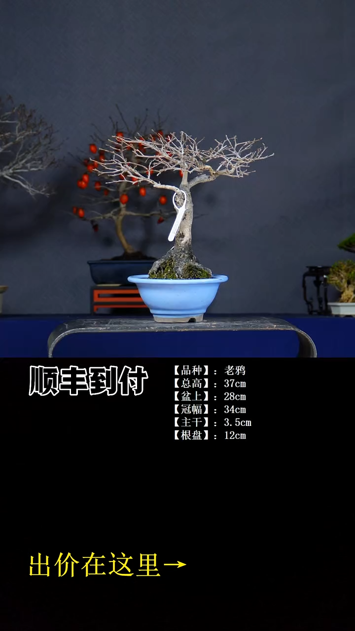 无花朵老鸦buaboyou