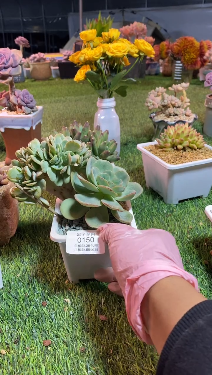 【闪购商品】0150a