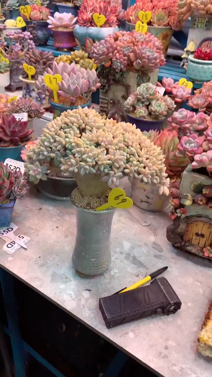 模特69号（一物一拍实付满28发货，默认不带盆土）