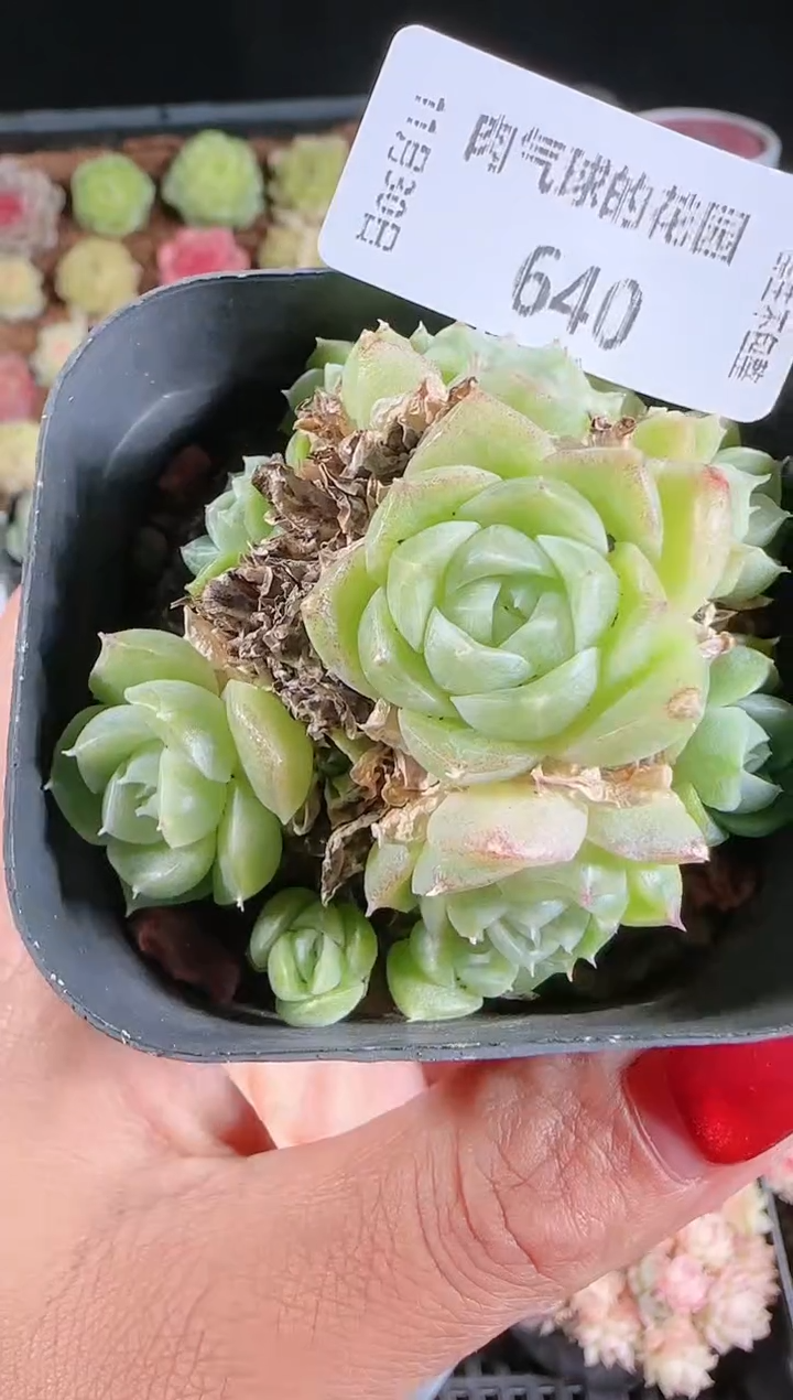 1130-640多肉群生不包整