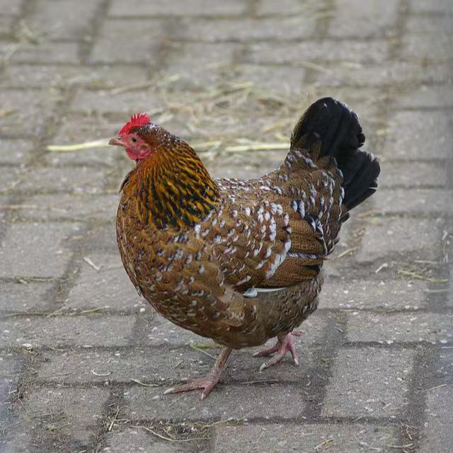 三色芦花鸡3.5斤