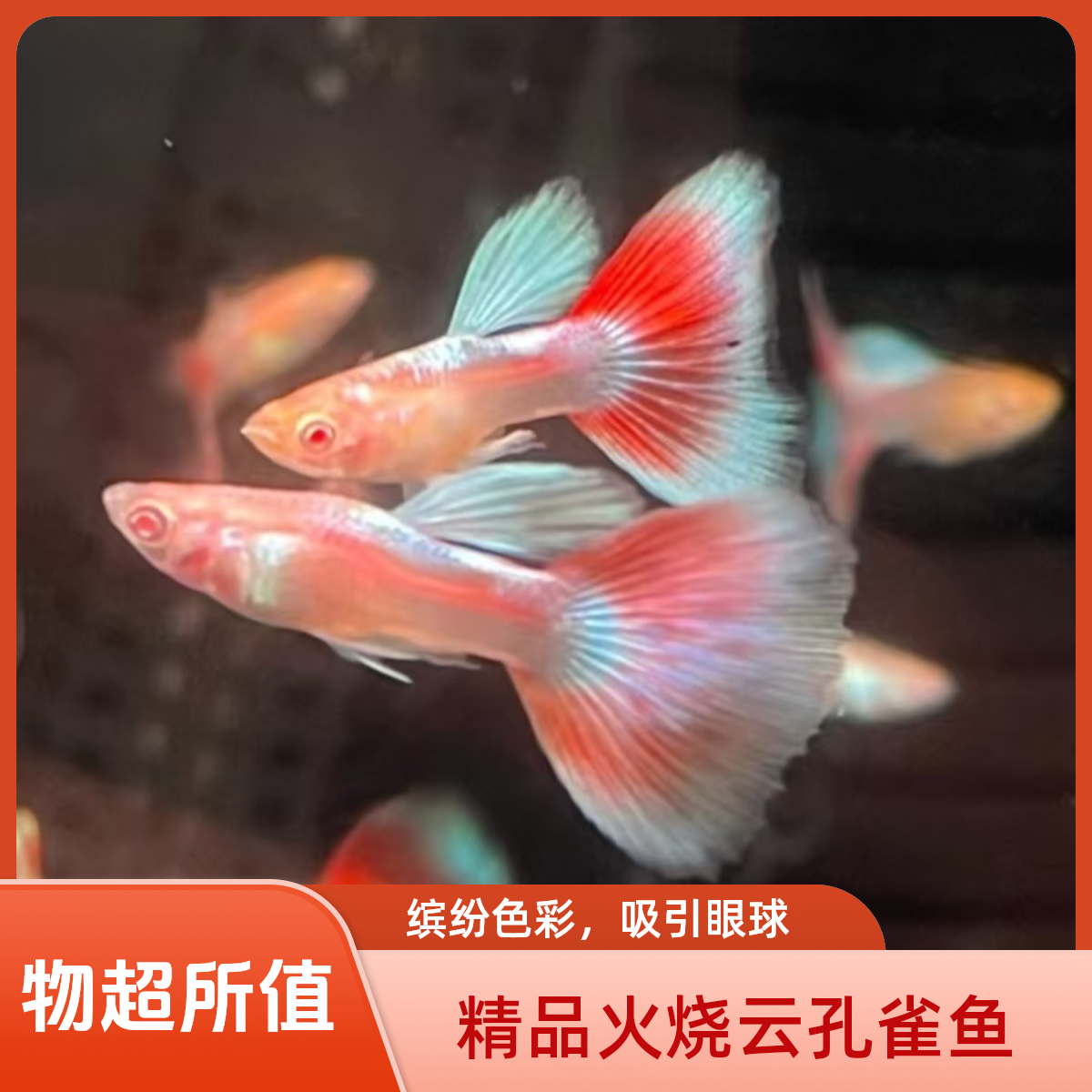 精品火烧云孔雀鱼小型热带观赏鱼适合新手白云金丝观赏鱼鱼观赏鱼