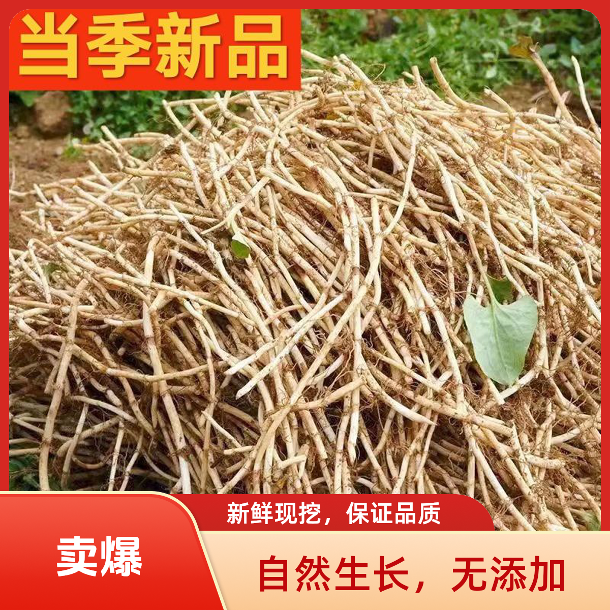 【当季新根】现挖现发带泥鱼腥草新鲜折耳根嫩根凉拌蔬菜节节根