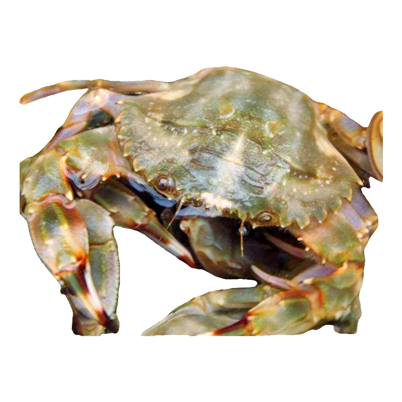 渤海湾大花盖 鲜活发货⭐