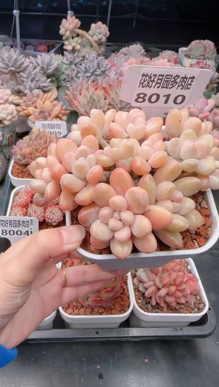 【闪购商品】8010香玉