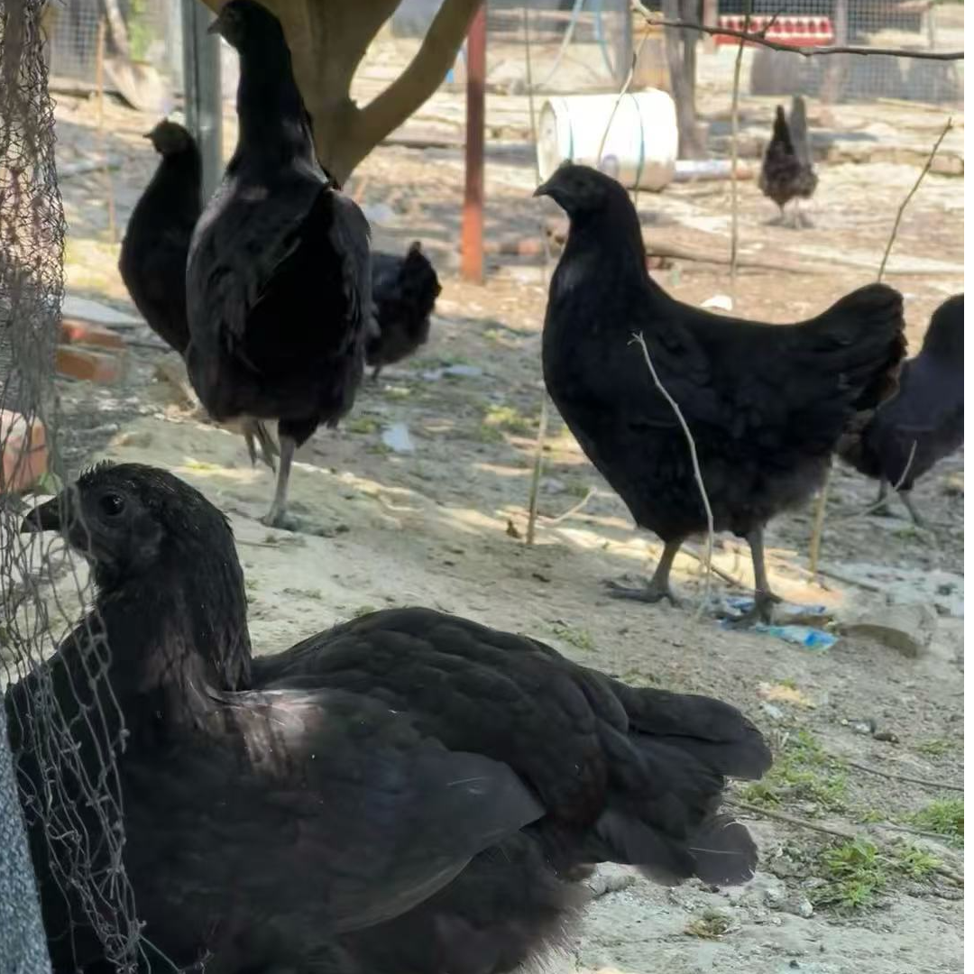 正宗散养五黑鸡 