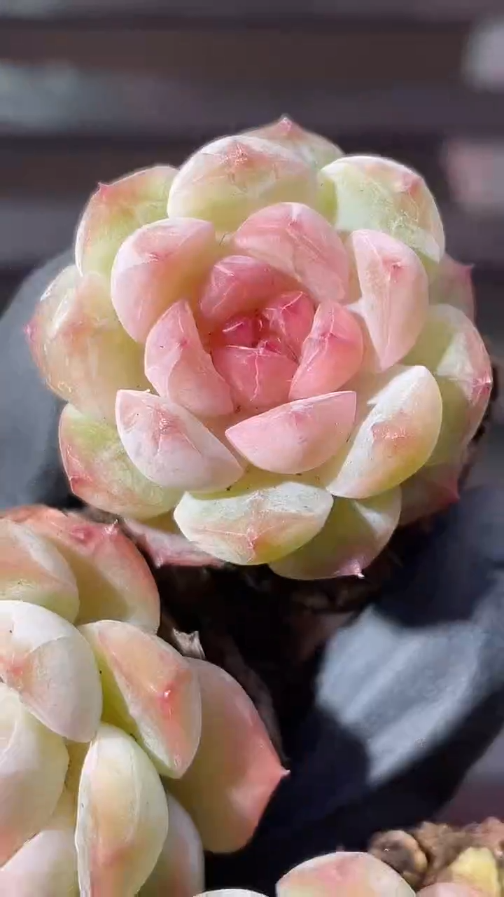 37-87小花妖2-3厘米量拍发一颗