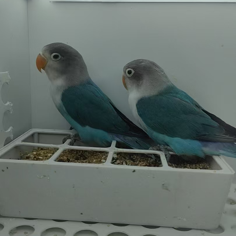 普兰白面牡丹鹦鹉活体宠物2-3月