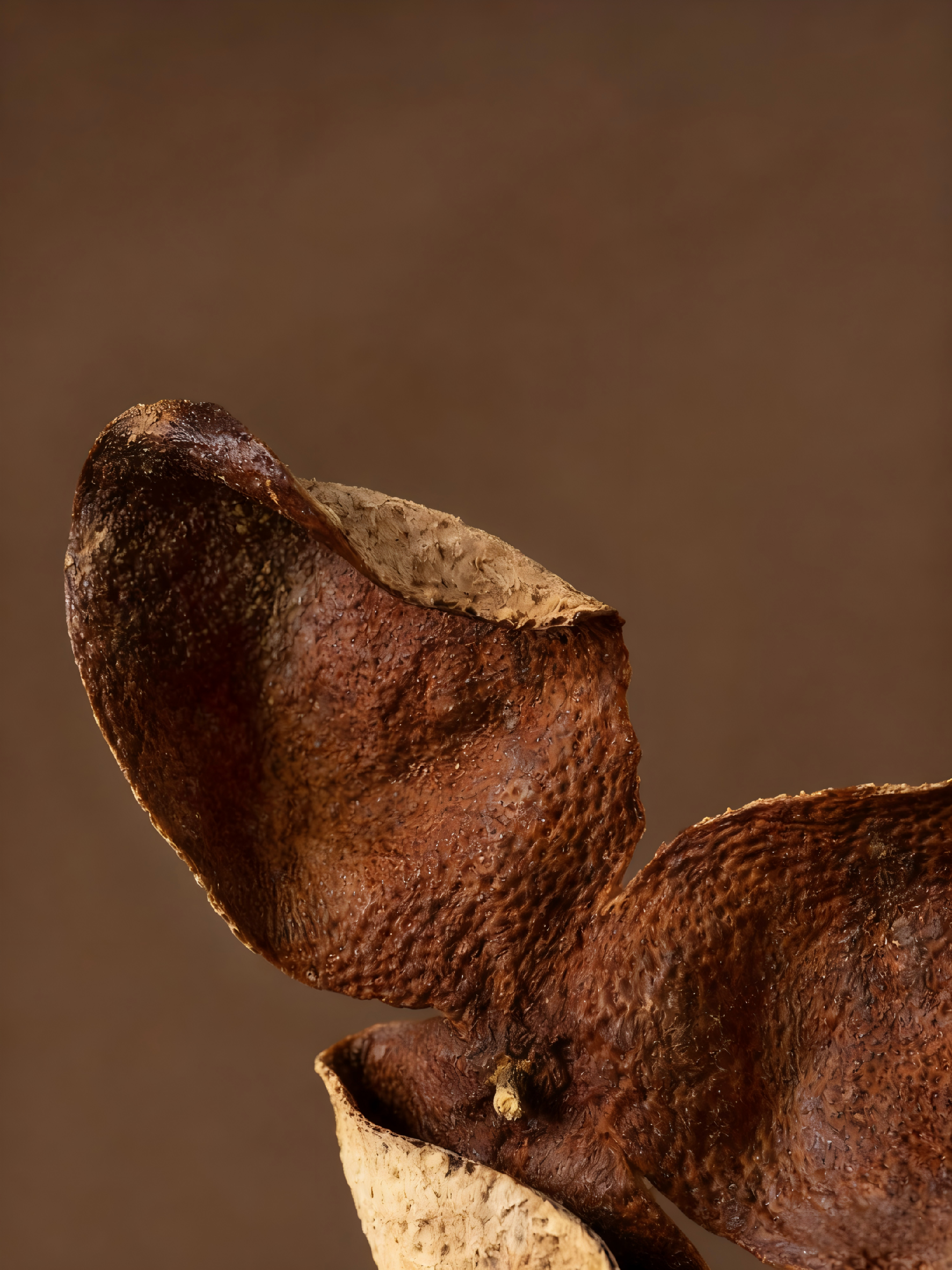 【川红橘皮三年窖藏香】三蒸三晒一熏炮制