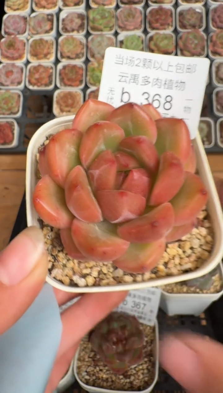 368b 珍妮多肉(6.5cm杯）一物一拍 带盆土发