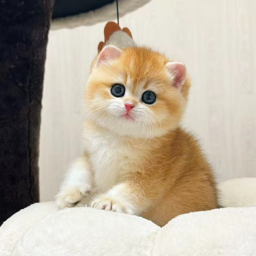 金渐层猫猫直播链接 ~