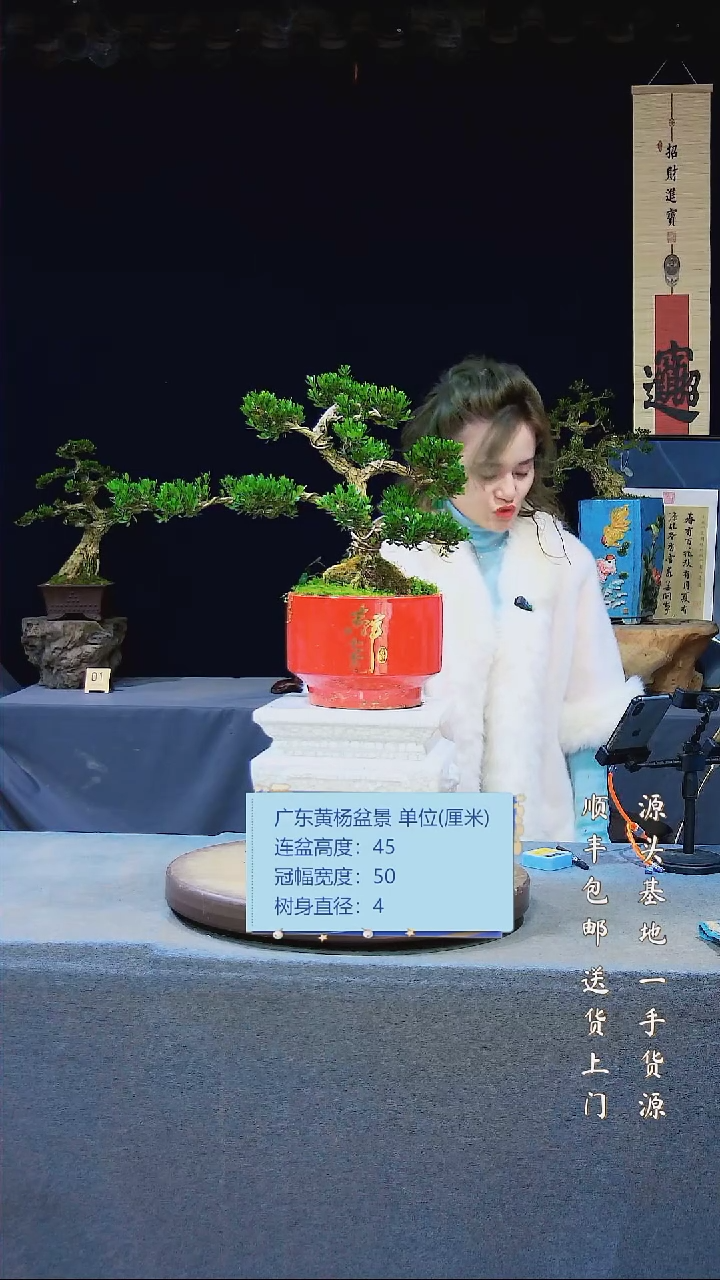 【闪购商品】雀舌黄杨盆景雀舌黄杨盆景