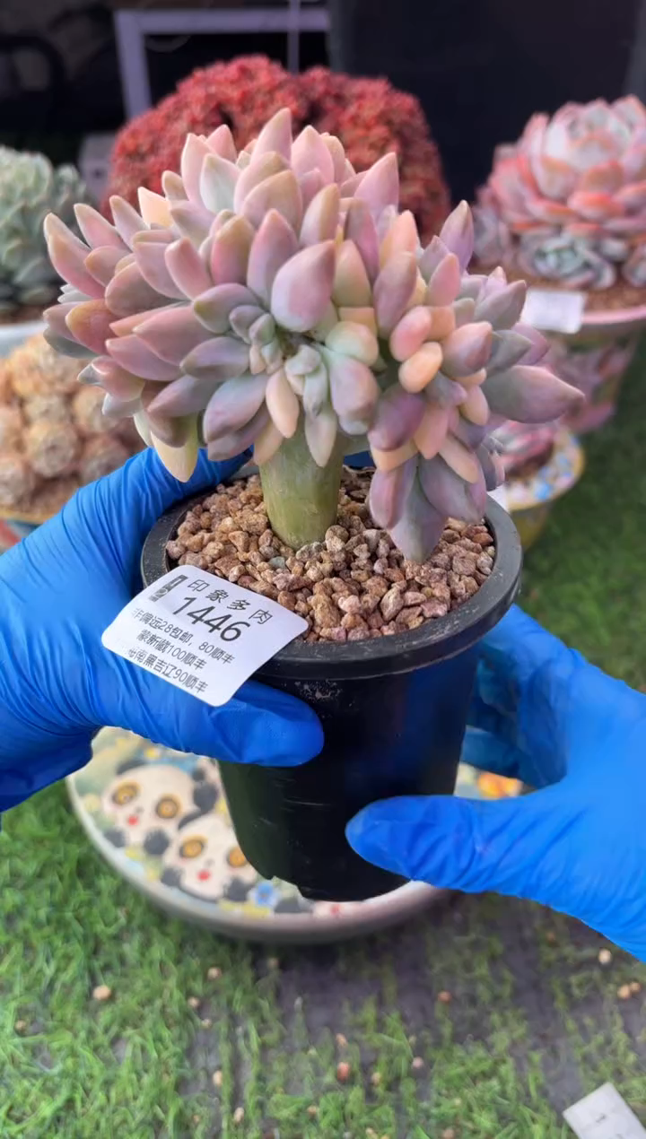 昆明印象多肉1446