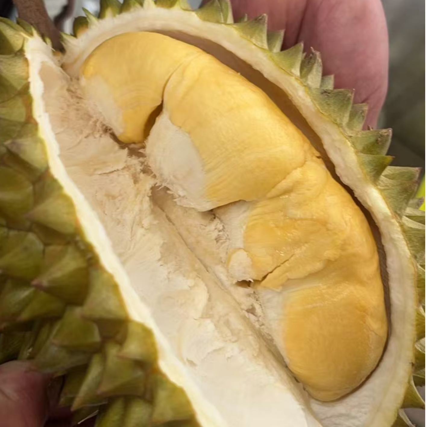 【一物一拍】昆明同城小时达 泰国空运金枕鲜榴莲 【核大肉香】 软糯香甜 1公斤起榴莲同城送金枕青尼泰国