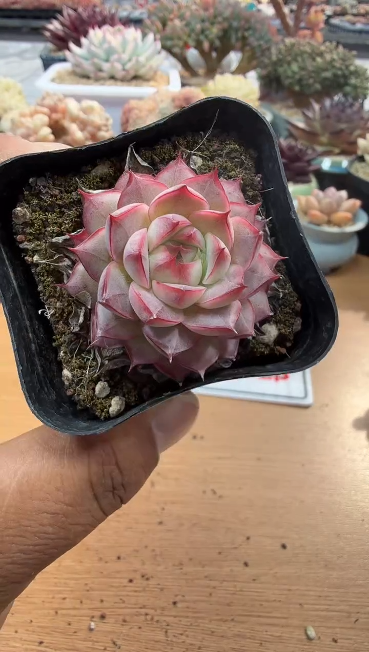 东云多肉园二店-138