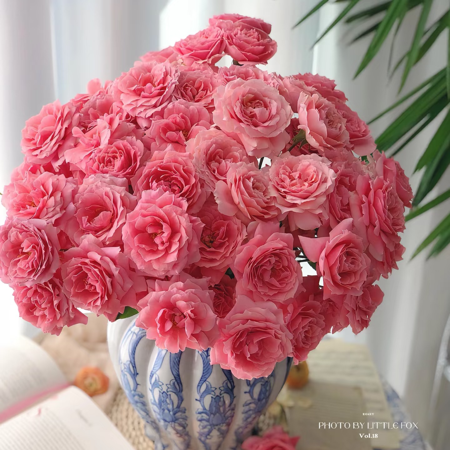 【多头玫瑰-粉色啦啦队】顺丰包邮 山东基地直发 48H发货