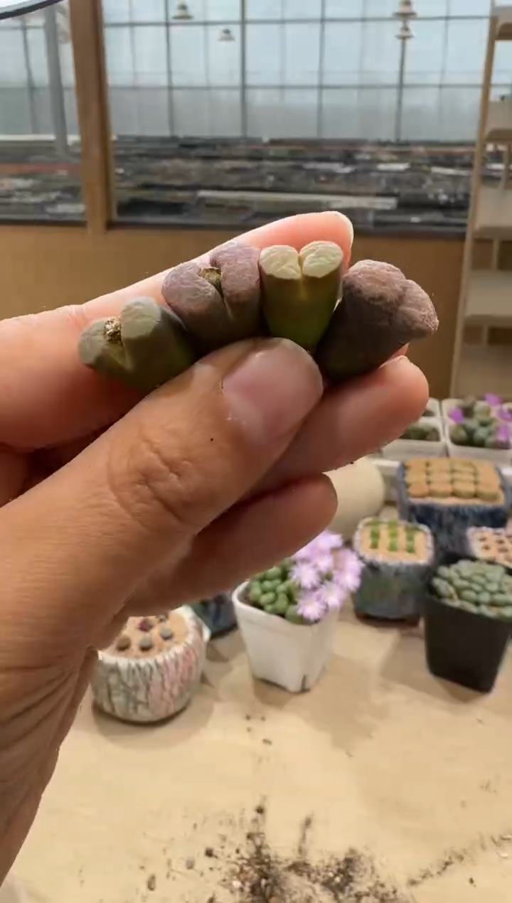 9-64多肉植物肉锥
