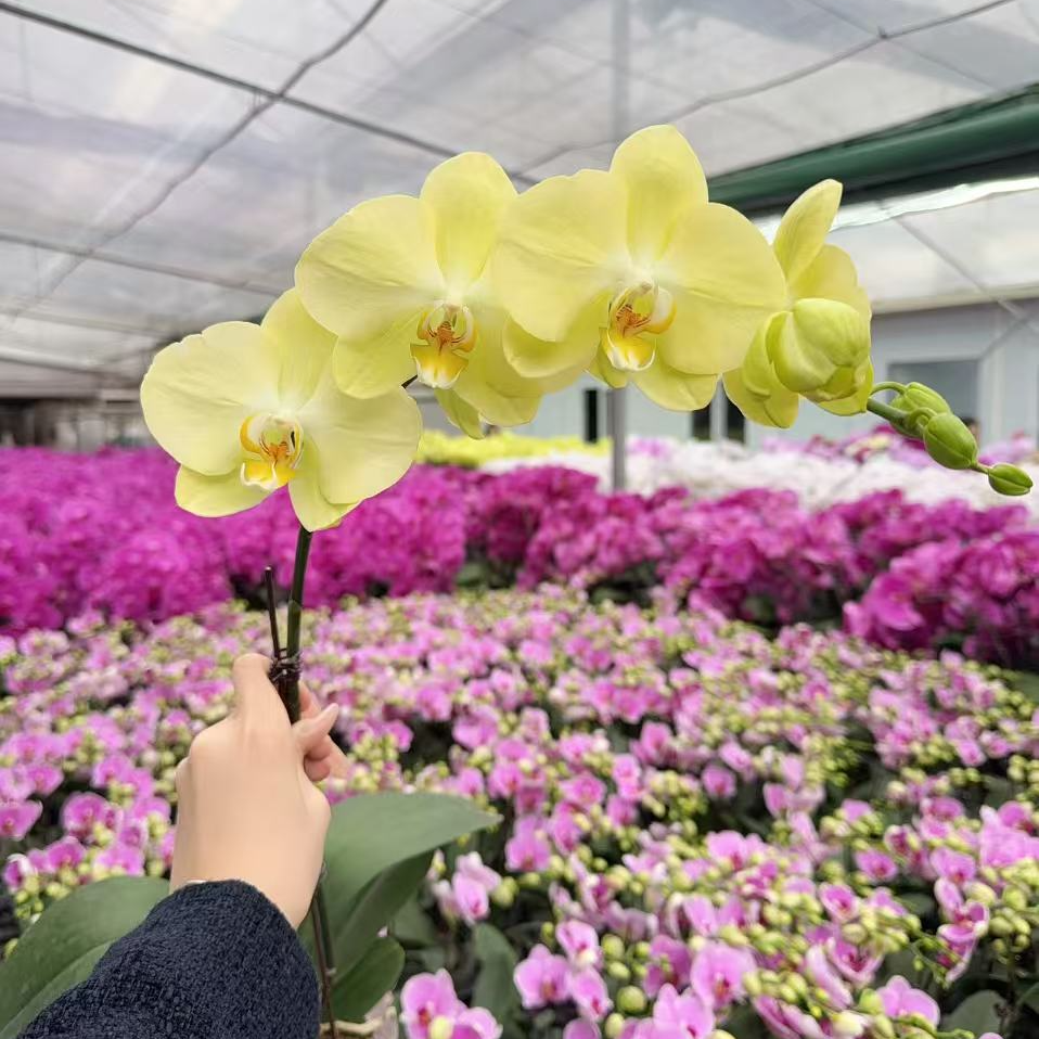 [青纱01]蝴蝶兰室内花卉青色系花色