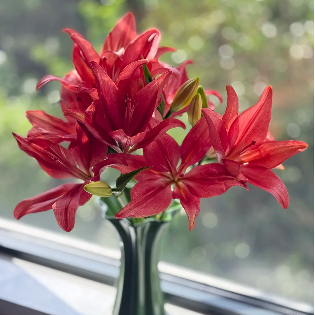 【大黑石】亚百合 一单包邮 云南鲜花昆明基地现采现发