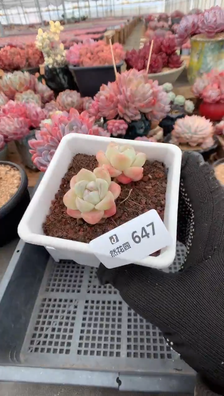 647冰玉多肉植物一物一拍