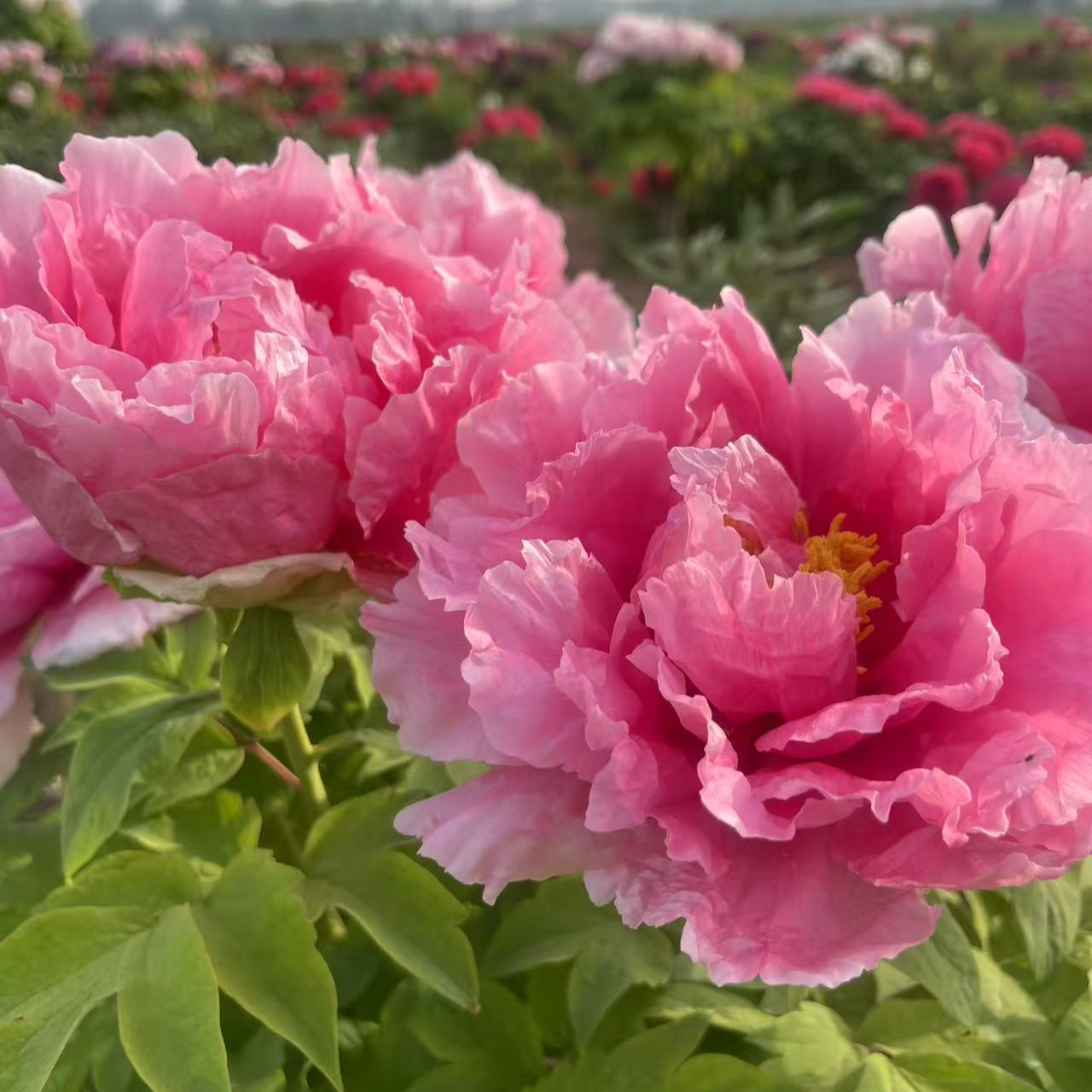 花静（下单先发包肥料，秋天发苗）