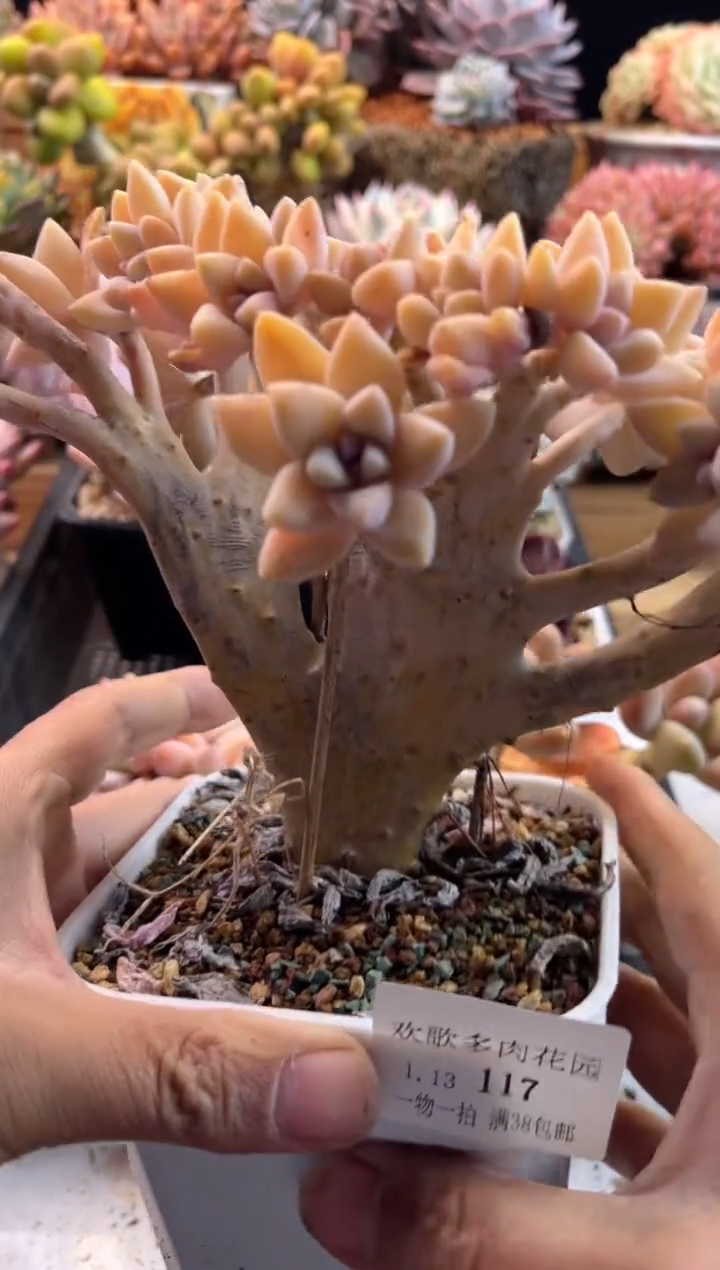 【闪购商品】1.13-117淡雪缀化