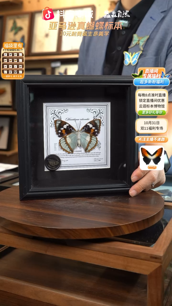 白斑迷蛱蝶反面7寸欧式方框