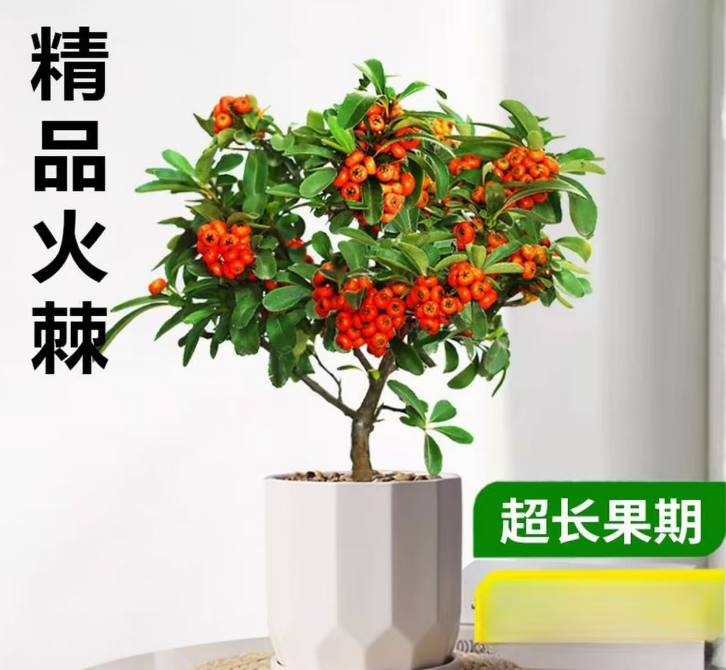 火棘吉祥果盆景观果观花适合室内外种植观赏