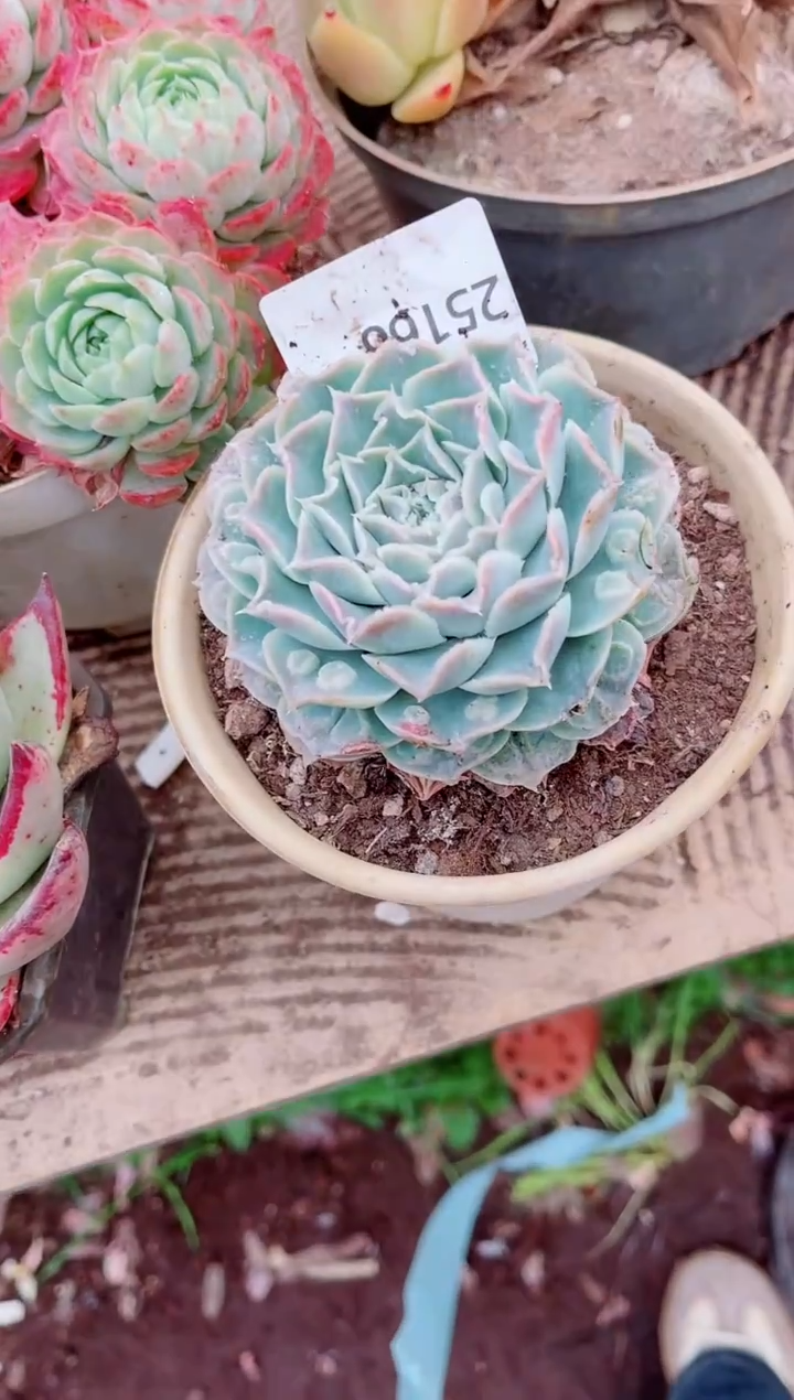 ༃****✰跃跃精品多肉25166